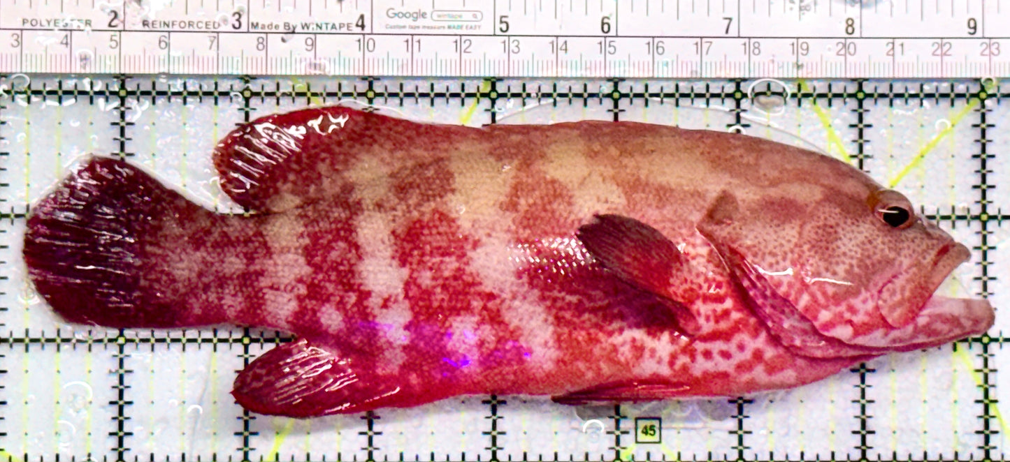 Strawberry Grouper SG052101 WYSIWYG Size: XL 7.75" approx