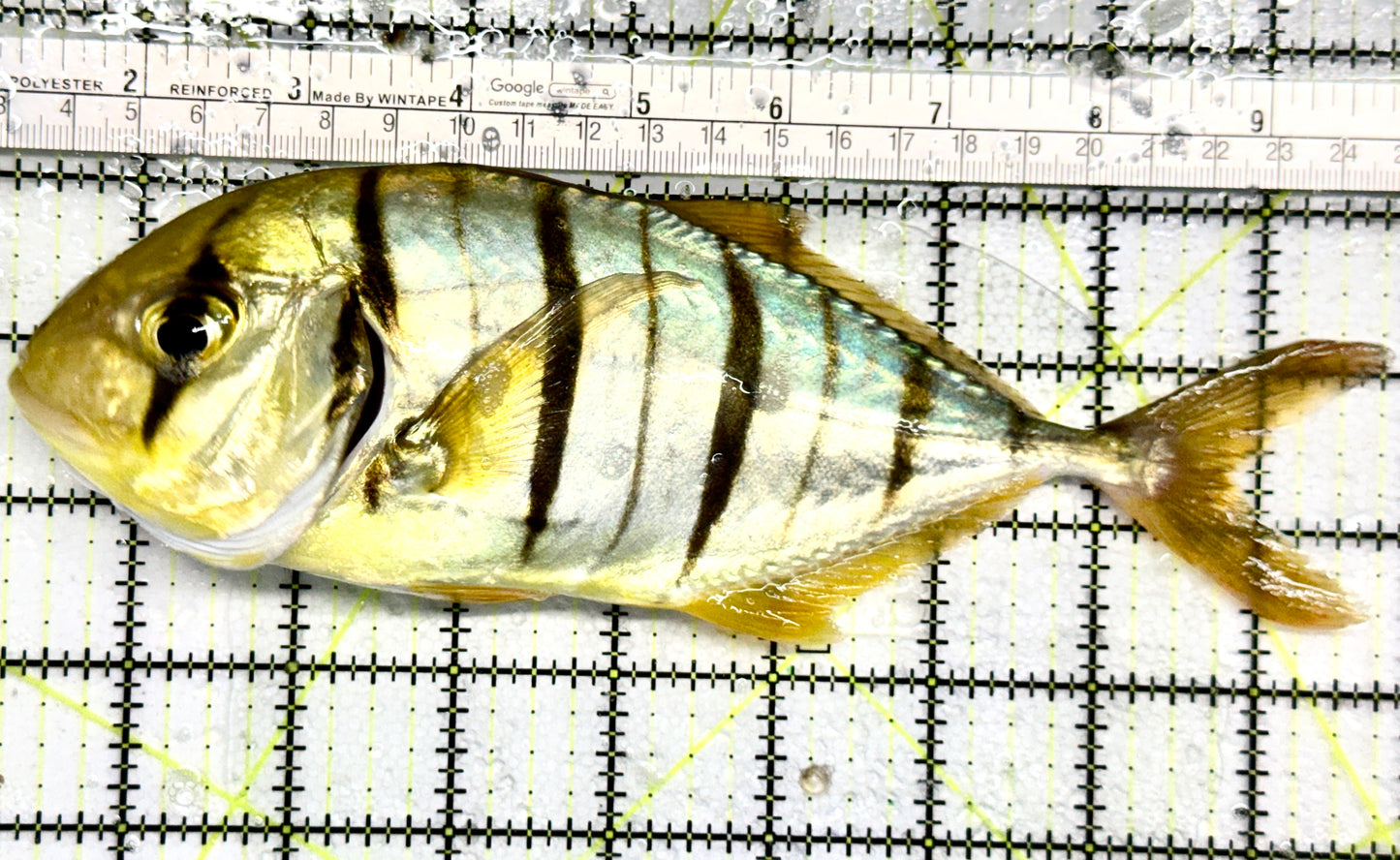 Gold Black Pilot Fish GBPF052102 WYSIWYG Size: XXXL/SHOW 8.5" approx