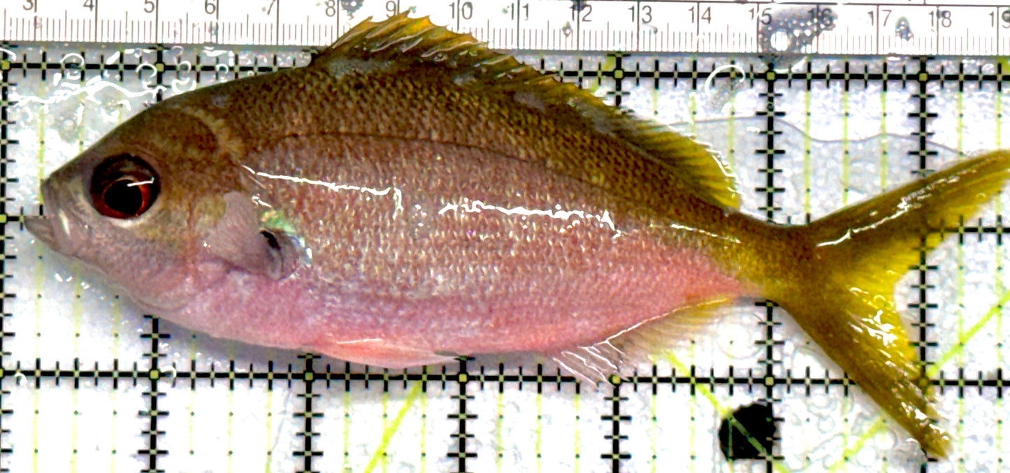 Red Belly Fusilier (Unique) RBF052101 WYSIWYG Size: 6.5"approx