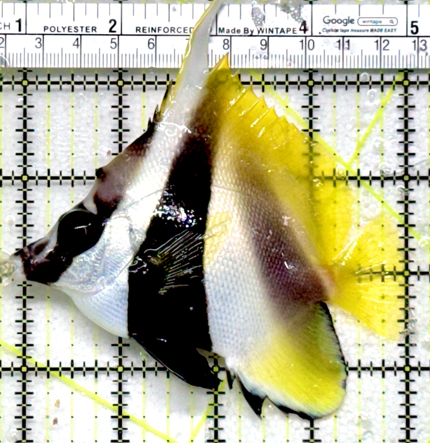 Masked Heniochus Butterflyfish Red Sea MHB052101 WYSIWYG Size: ML 4"