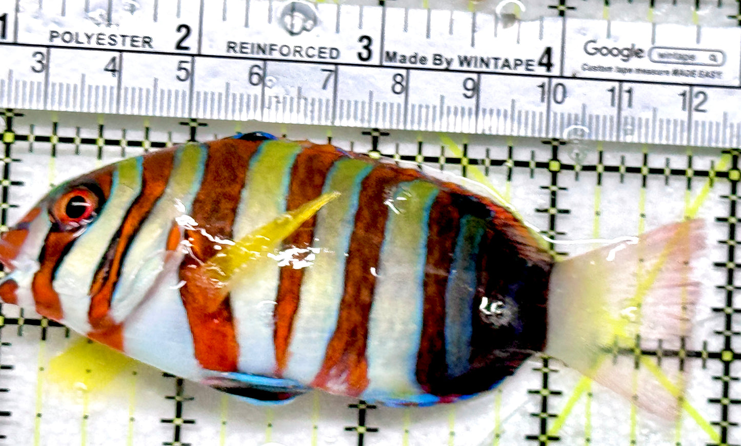 Harlequin Tuskfish HT052101 WYSIWYG Size: M 4"