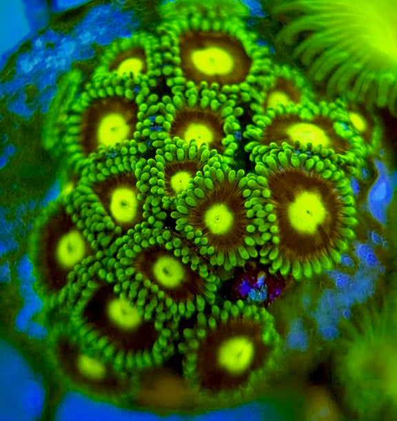 Zoas/Paly ZP060706 WYSIWYG