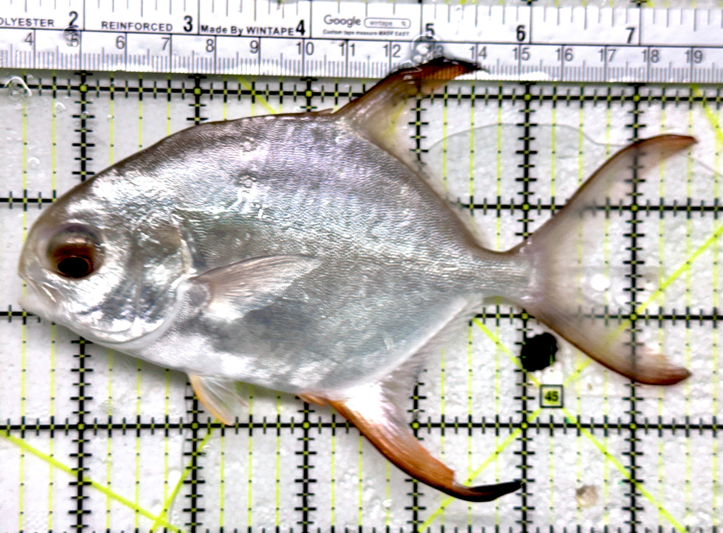 Round Pompano RP052101 WYSIWYG Size XL: 5.5"