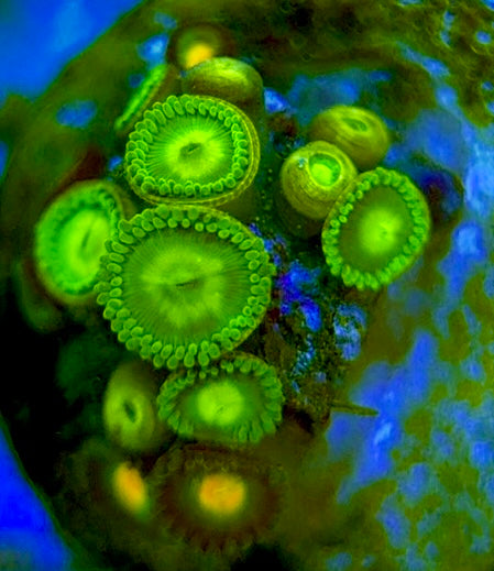 Zoas/Paly ZP060707 WYSIWYG