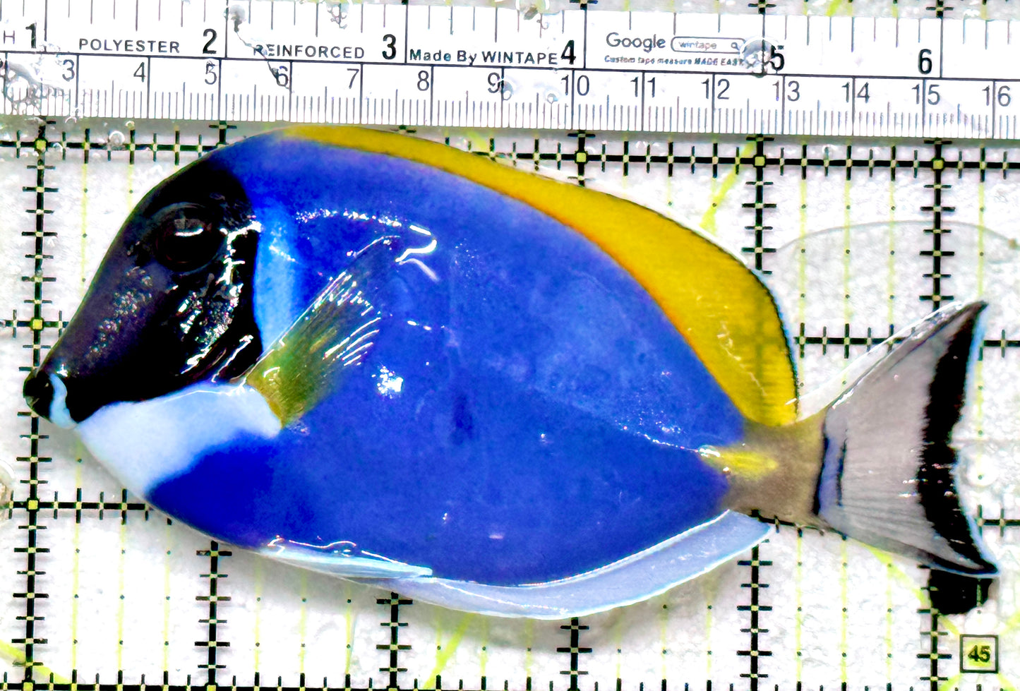 Powder Blue Tang (Maldives) PBT052101 WYSIWYG Size: XL 5.25" - Violet Aquarium