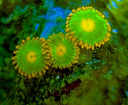 Zoas/Paly ZP060708 WYSIWYG