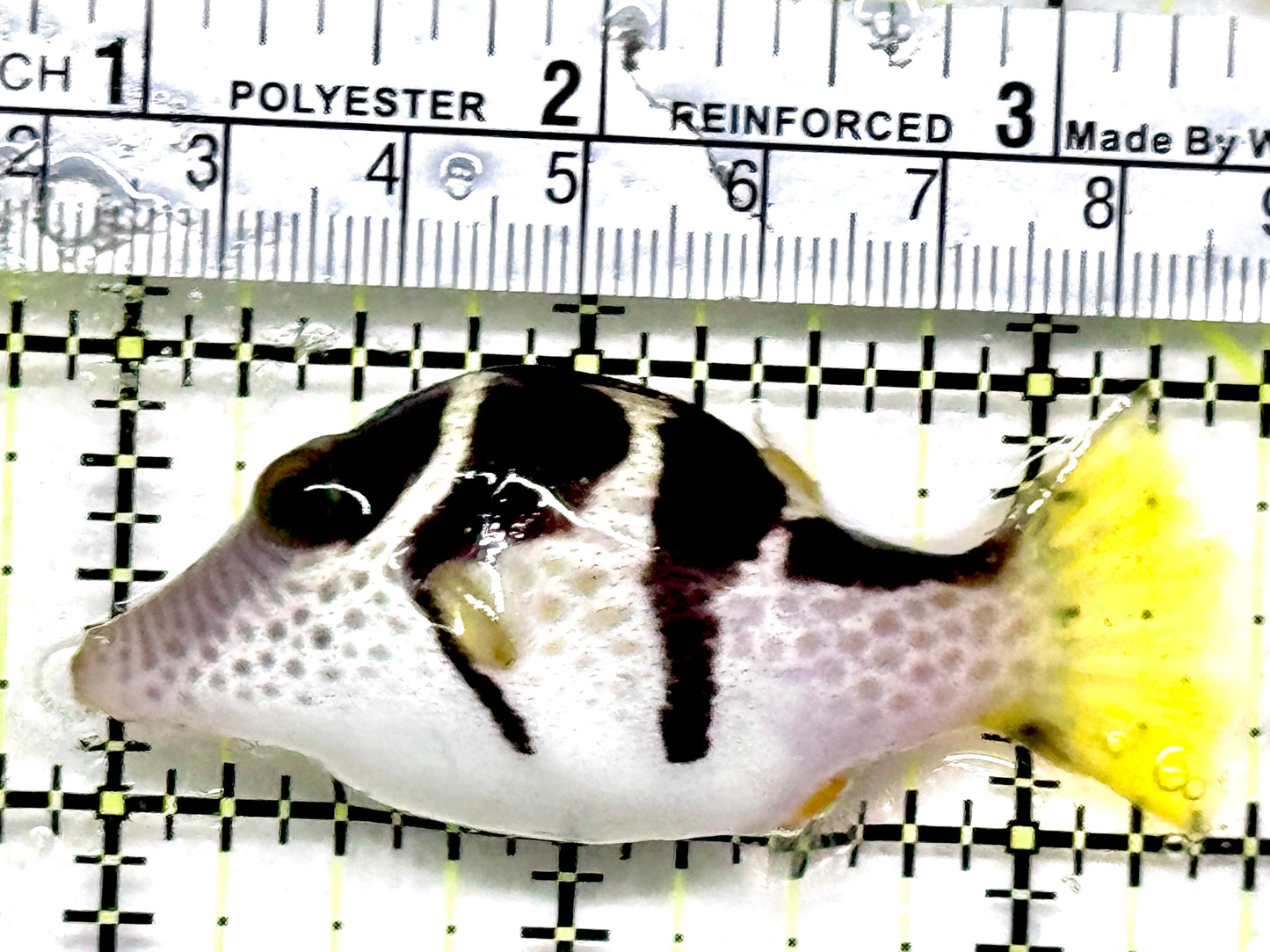 Valentini Toby Pufferfish VTP052102 WYSIWYG Size: M 2.5"