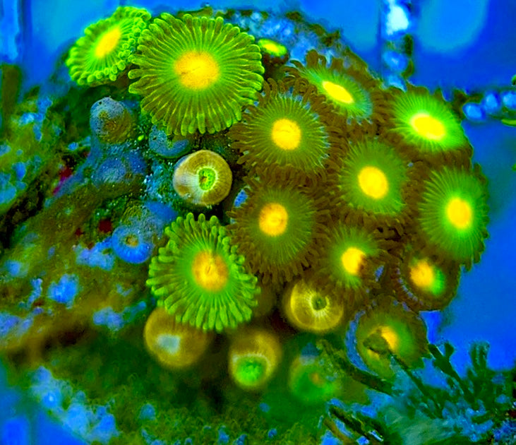 Zoas/Paly ZP060709 WYSIWYG