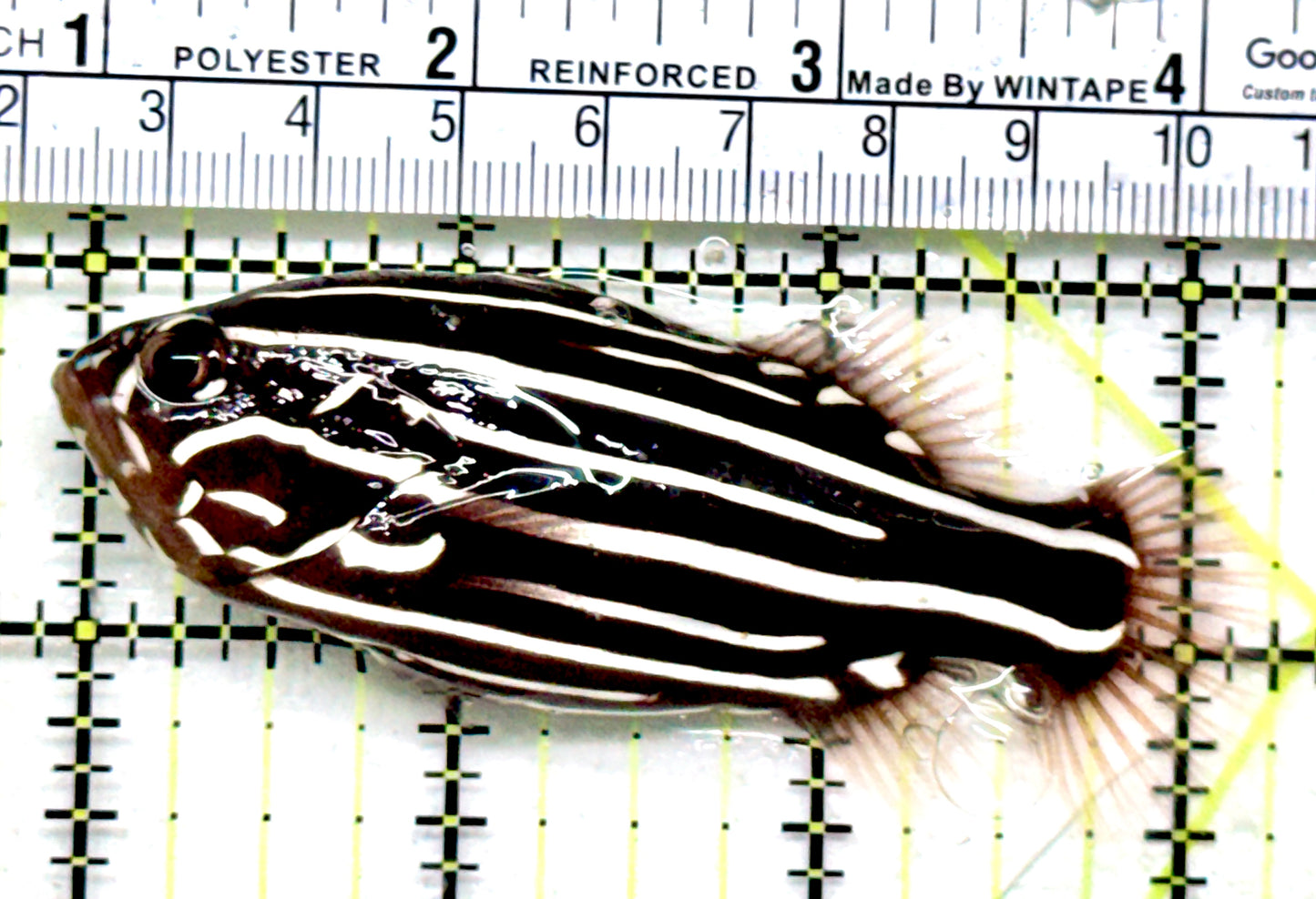 Six-Lined Soapfish SLS052101 WYSIWYG Size: ML 3.25"