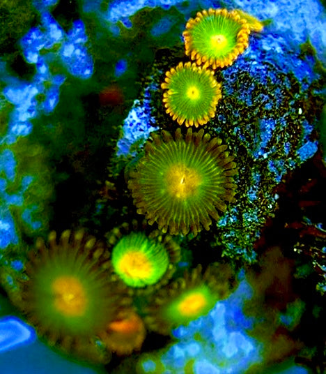 Zoas/Paly ZP060710 WYSIWYG
