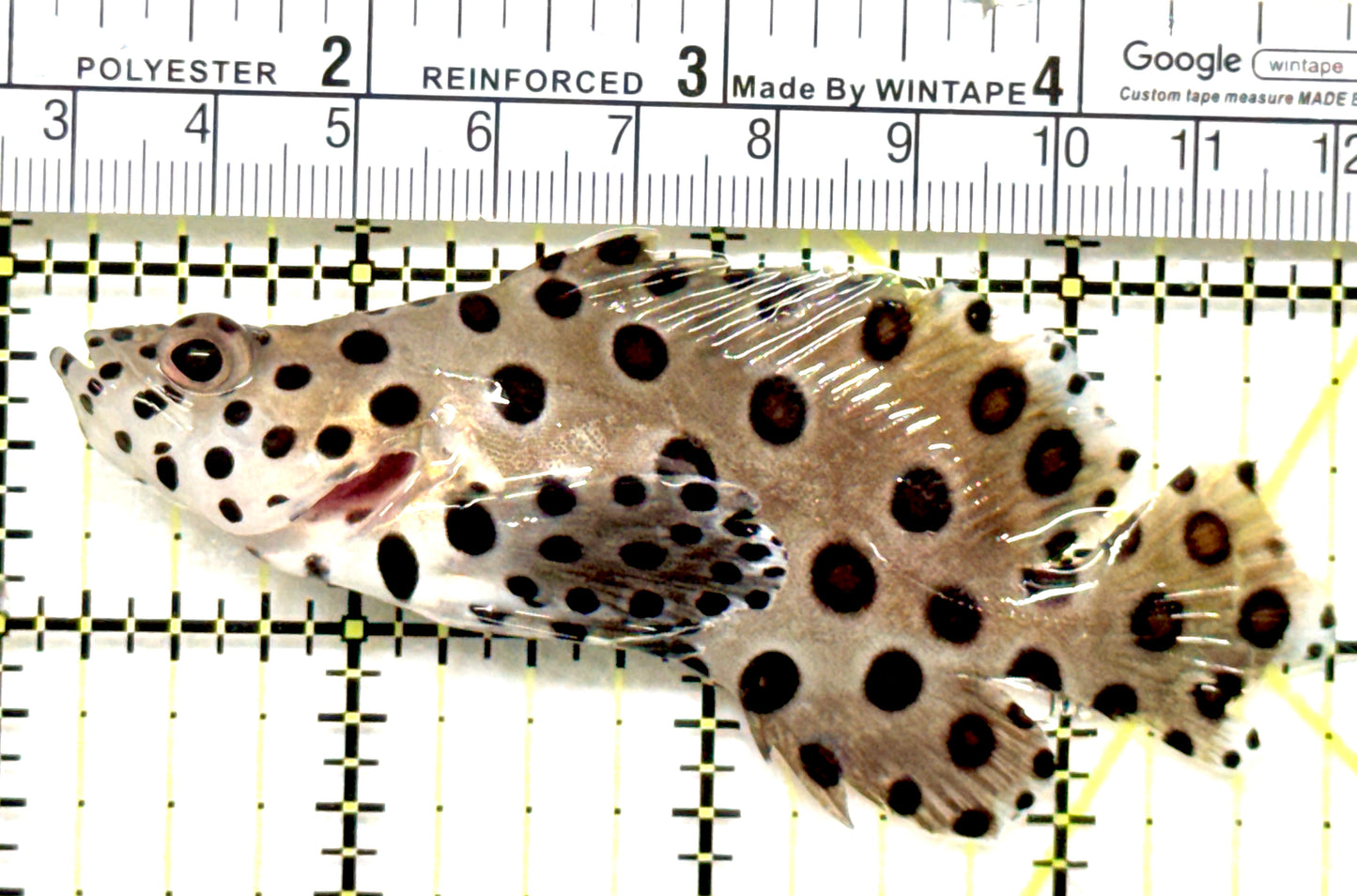 Panther Grouper PG052101 WYSIWYG Size: M 3.75" approx