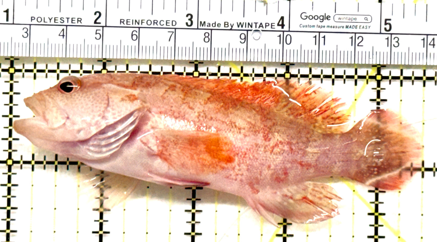 Red V-Tail Grouper RVTG052101 WYSIWYG Size: L 4.5" approx