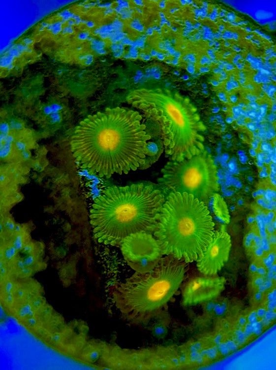 Zoas/Paly ZP060711 WYSIWYG