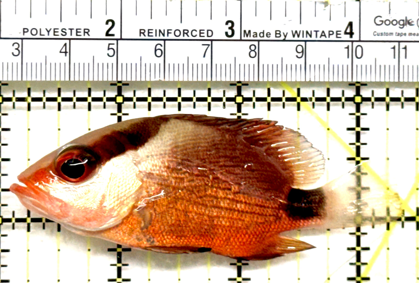 Malabar Red Snapper MRS052101 WYSIWYG Size: M 3.5" approx