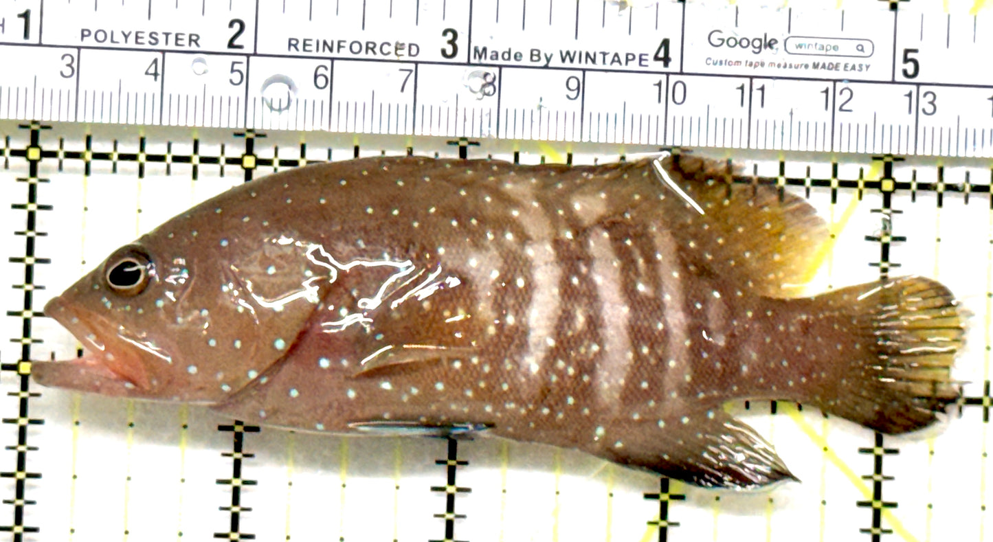Chocolate Boenak Grouper CBG052101 WYSIWYG Size: L 4.5"approx Solomon Islands