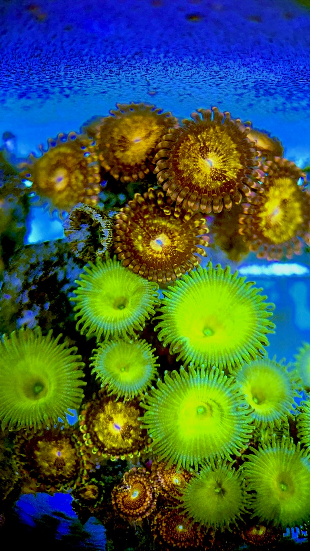 Zoas/Paly ZP060701 WYSIWYG