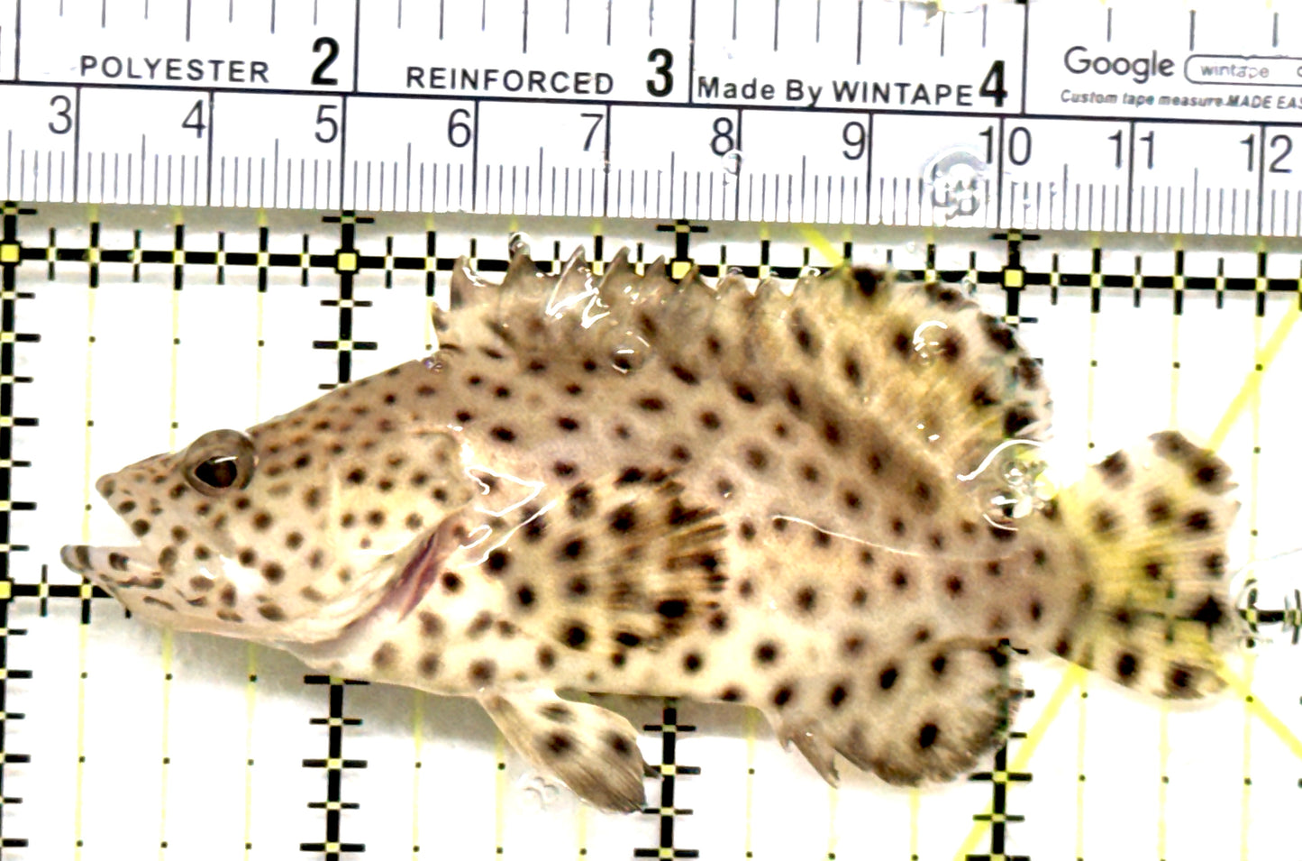 Panther Grouper PG052102 WYSIWYG Size: M 3.75" approx