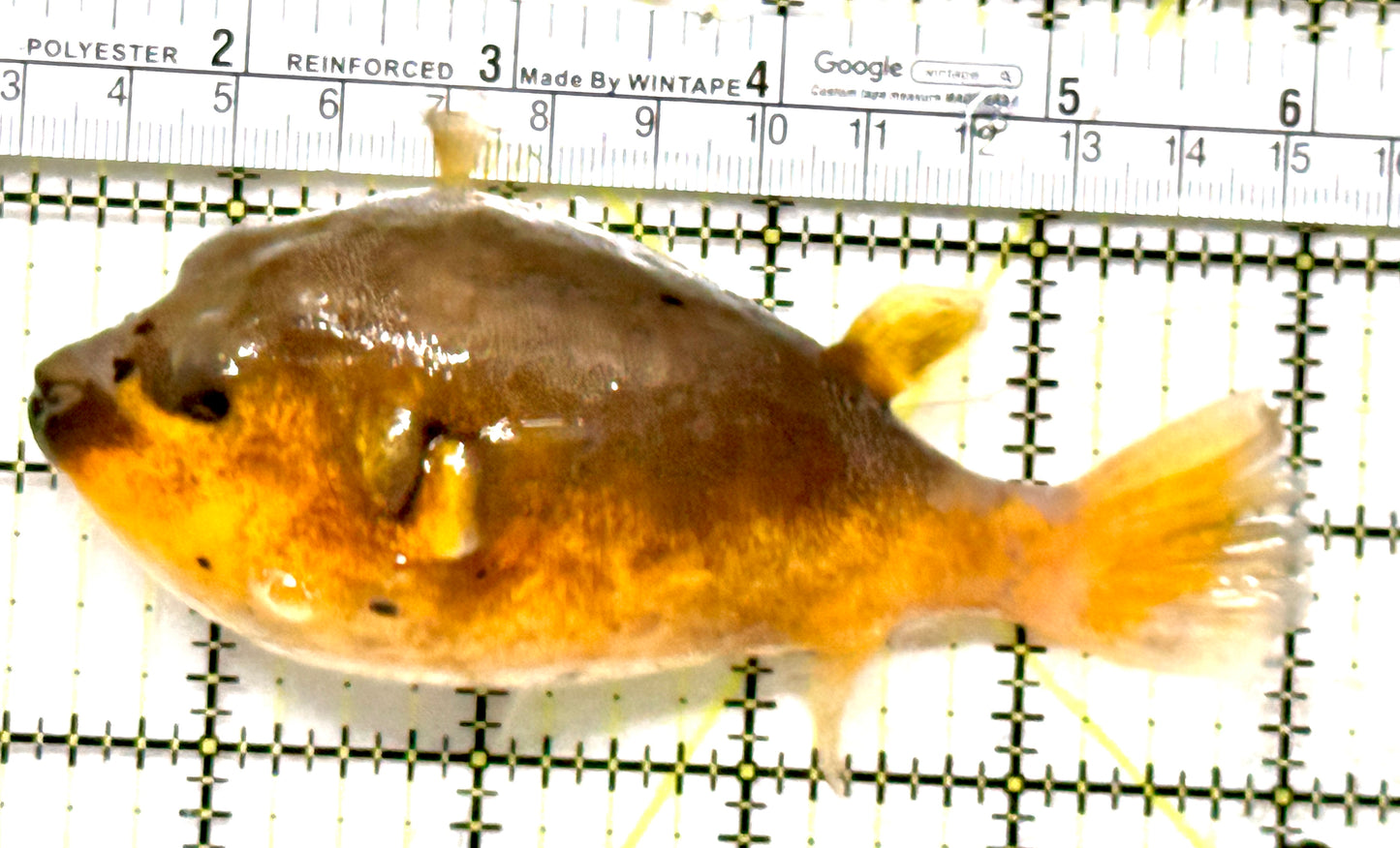 Yellow Belly Dogface Pufferfish YBDP052101 WYSIWYG Size: ML 4.75" approx