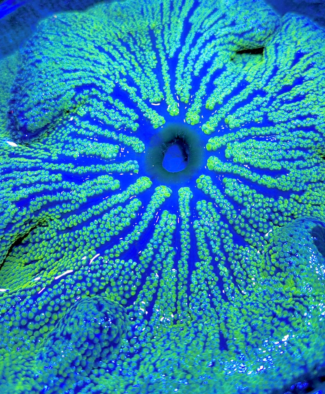 Green Carpet Anemone (Haddoni) GCA062701 WYSIWYG Size: SHOW XXL 10" and above approx