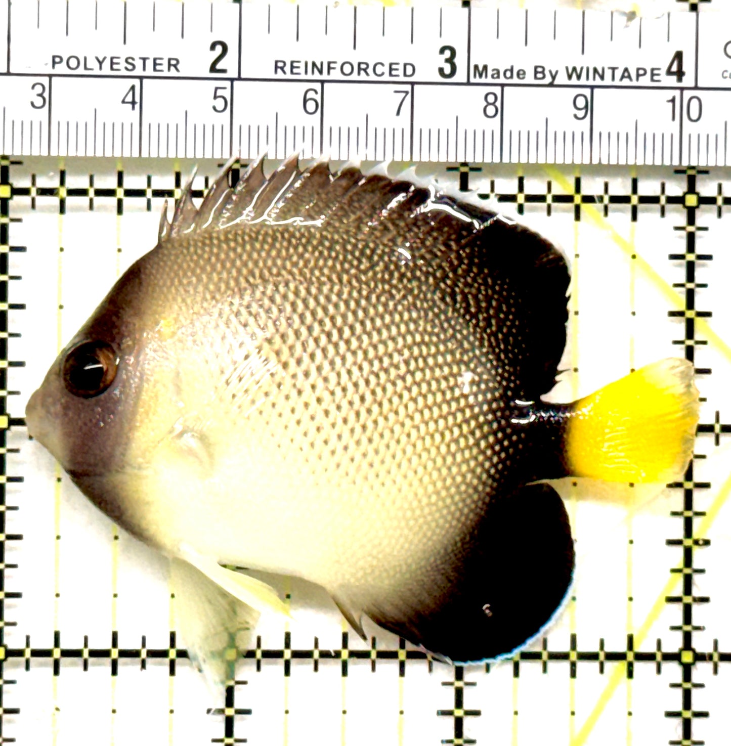 Cream Angelfish CA052101 WYSIWYG Size: ML 3" approx