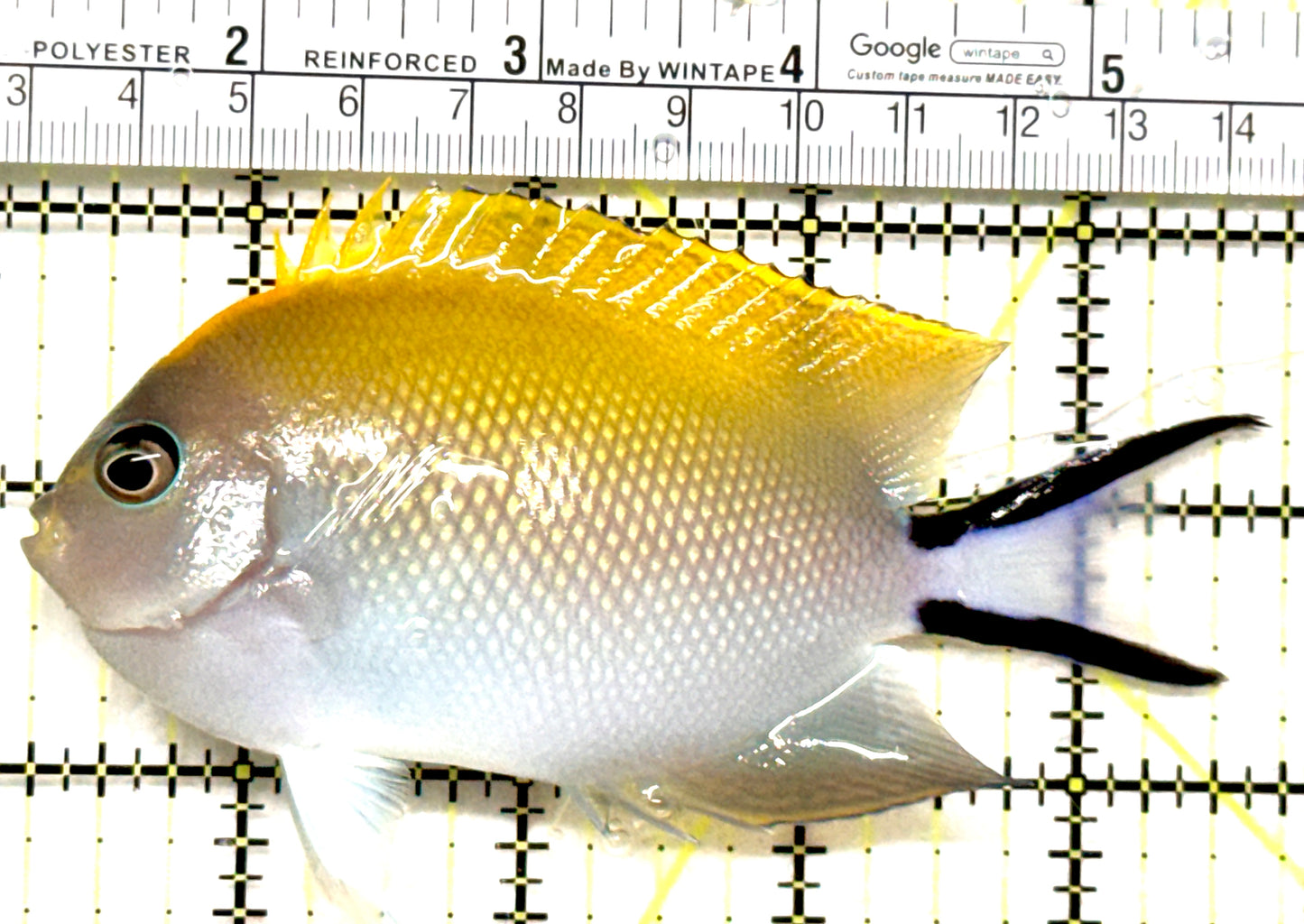 Swallowtail Angelfish Female (Reefsafe) SAF052101 WYSIWYG Size: XL 4.5" approx