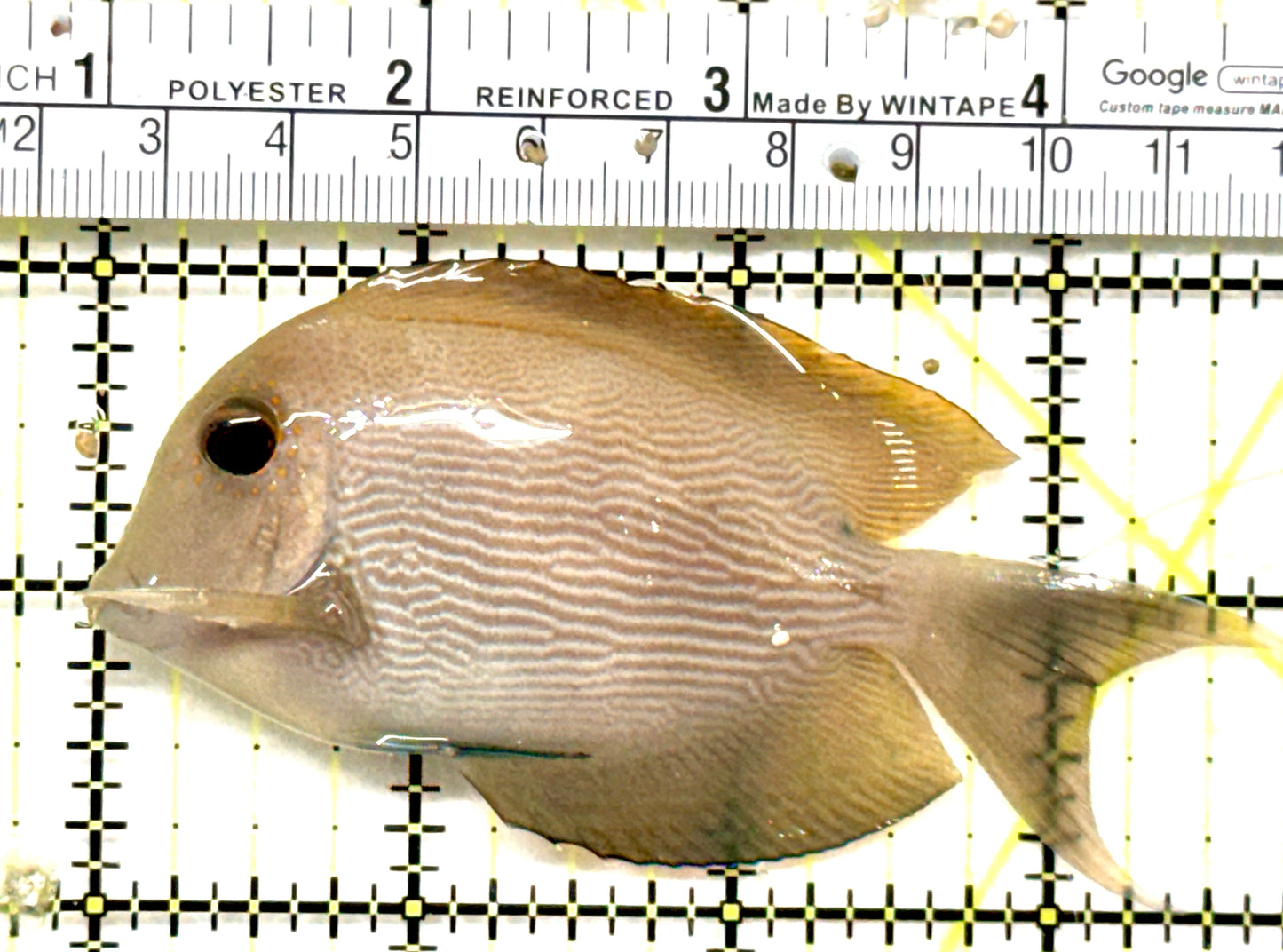Striated Bristletooth ST052101 WYSIWYG Tang Size: ML 3.75" approx