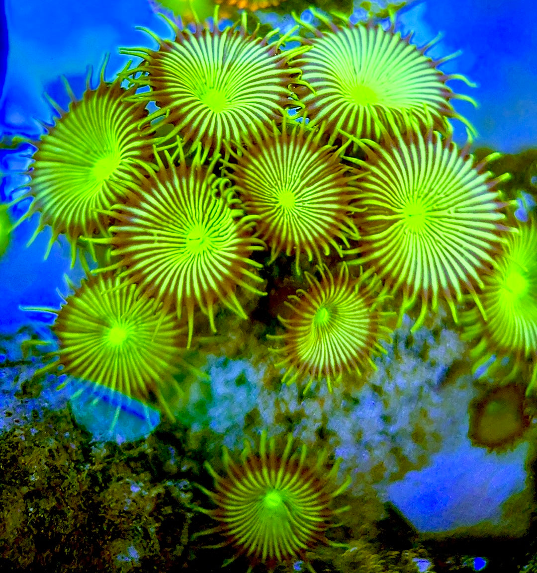 Zoas/Paly ZP060707 WYSIWYG