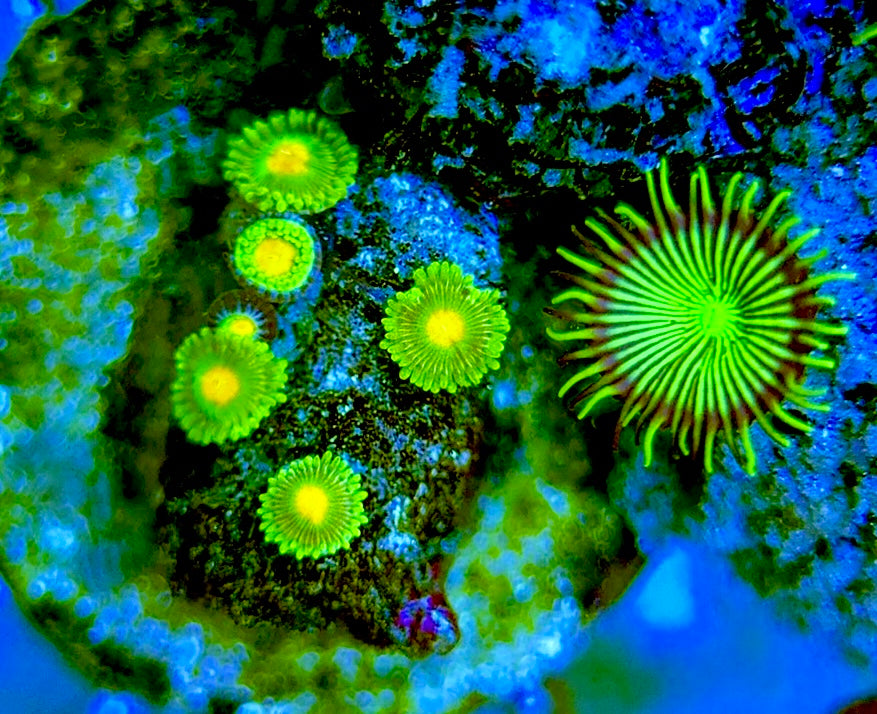 Zoas/Paly ZP060708 WYSIWYG