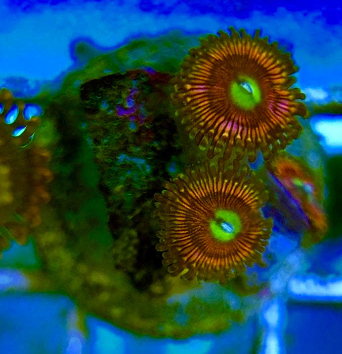 Zoas/Paly ZP060701 WYSIWYG
