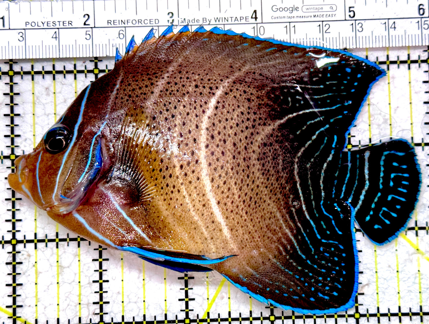 Koran Angelfish Juvenile KAJ052301 WYSIWYG Size: XL 4.75" approx