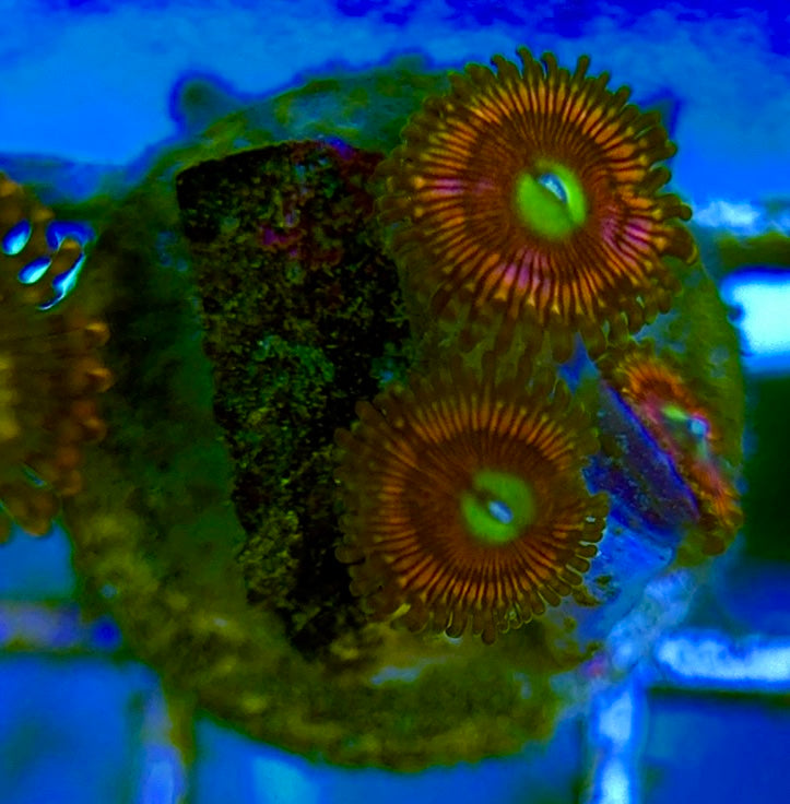 Zoas/Paly ZP060701 WYSIWYG