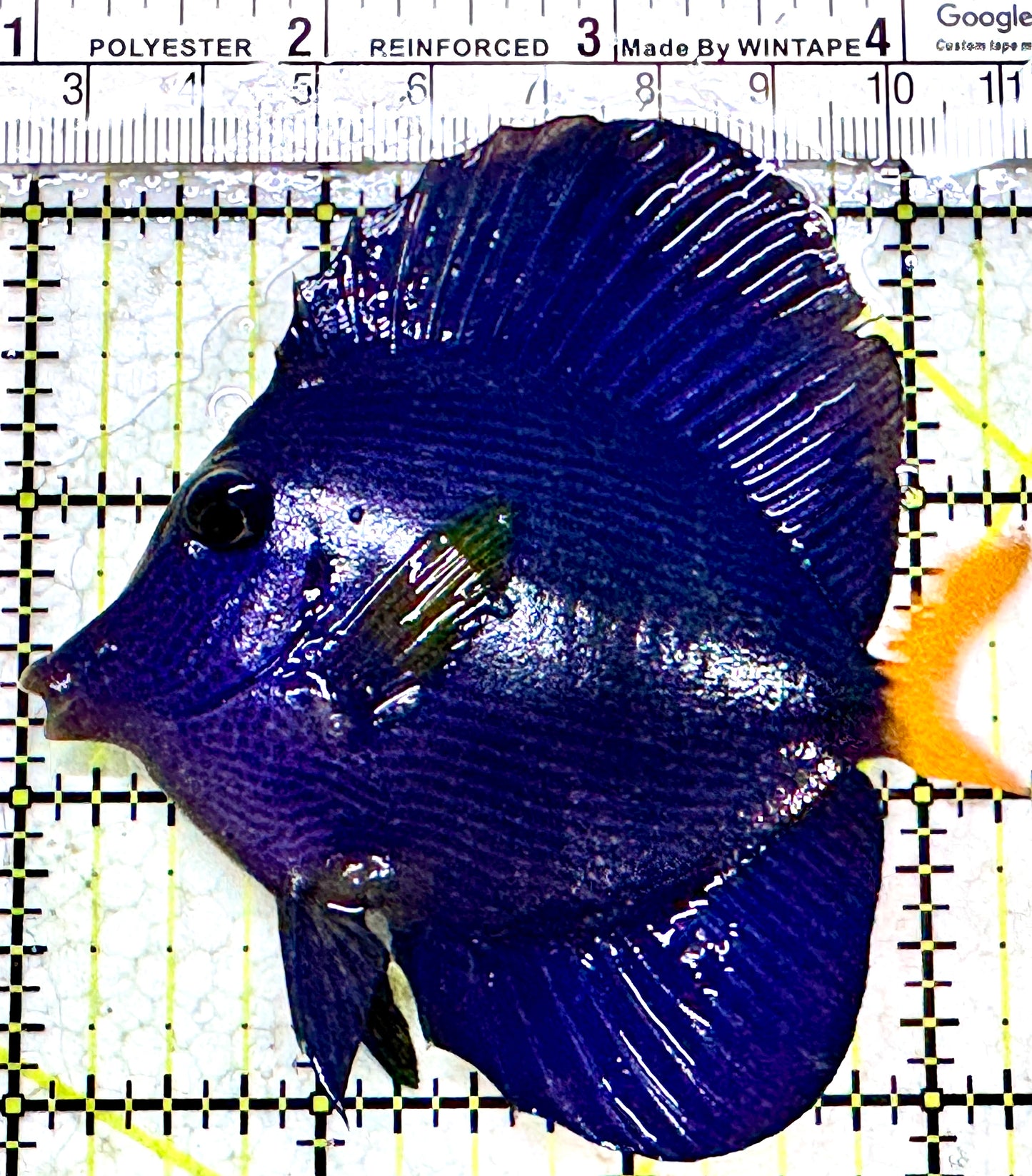 Purple Tang PT052303 WYSIWYG Size: M 3.25" approx