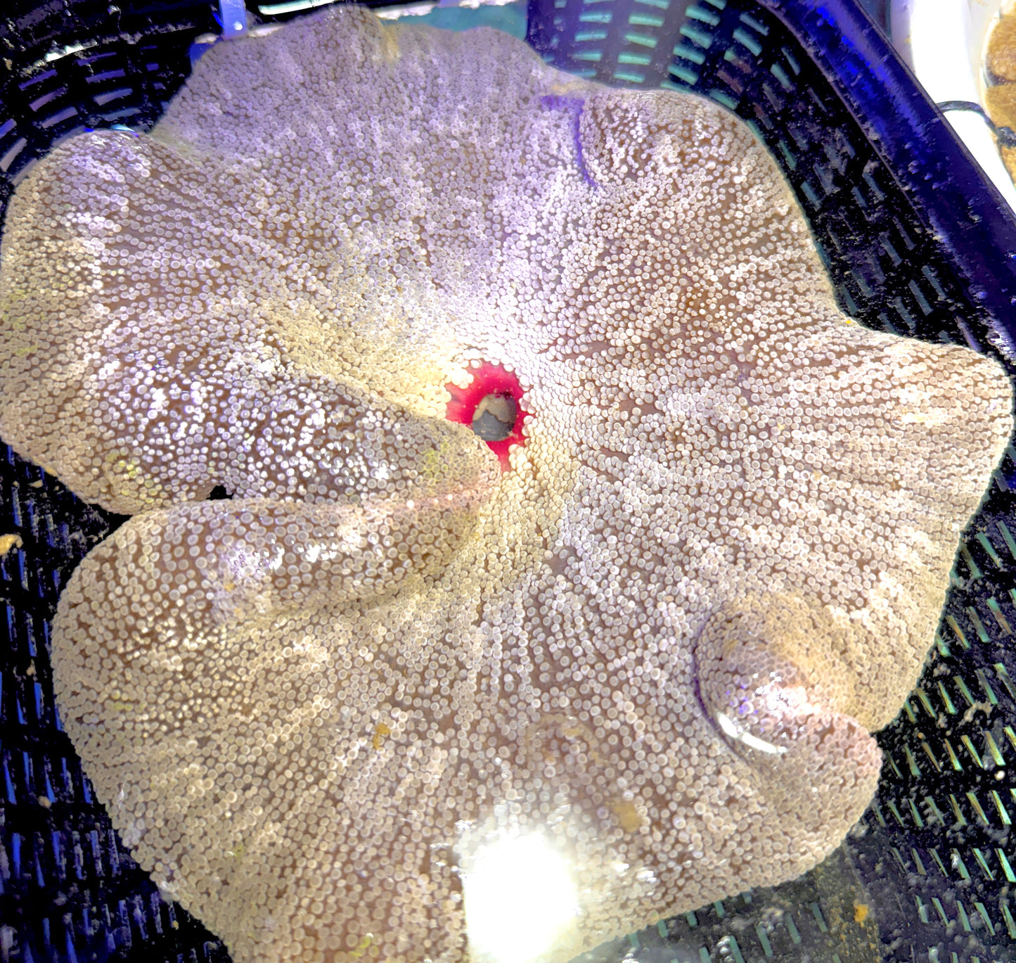 Green Carpet Anemone (Haddoni) GCA062702 WYSIWYG Size: SHOW XXL 10" and above approx