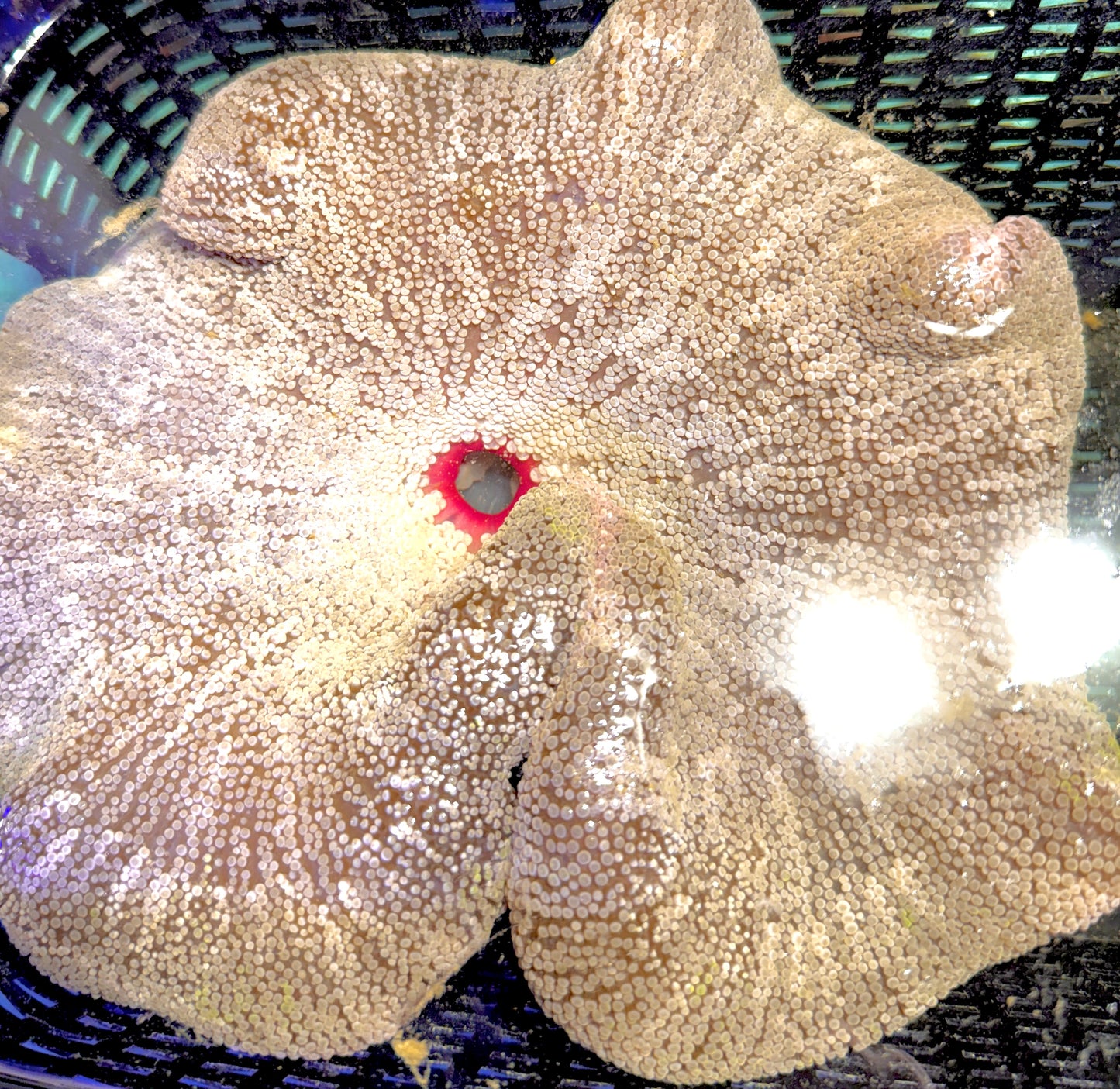 Green Carpet Anemone (Haddoni) GCA062702 WYSIWYG Size: SHOW XXL 10" and above approx
