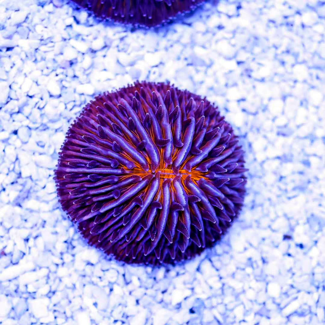 Neon Aussie Dome Fungia Mother Colony NADFMC072901 WYSIWYG