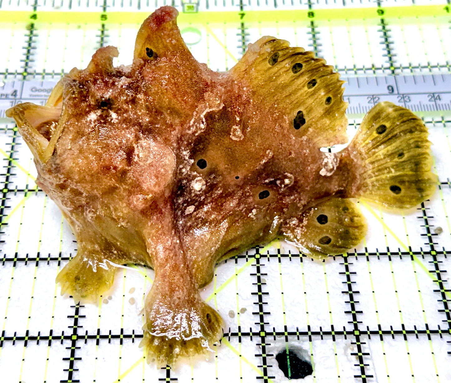 Yellow Pink Warty Angler YPWA041904 WYSIWYG Size: L 5"