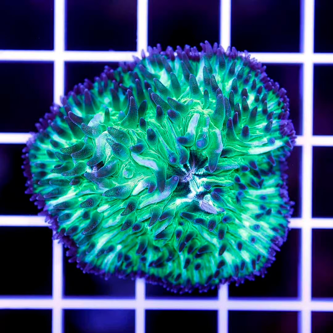 Ultra Neon Aussie Fungia Mother Colony UNAFMC072901 WYSIWYG