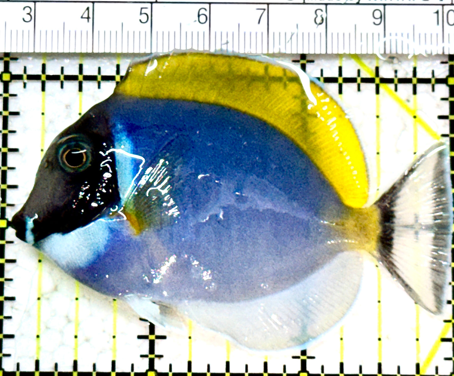 Powder Blue Tang (Maldives) PBT052301 WYSIWYG Size: S 3" approx