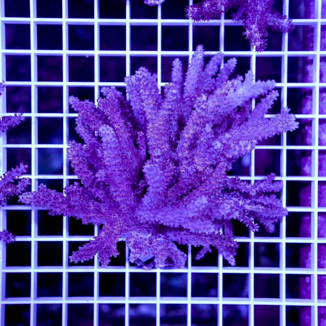 West Australia Colt Coral Mother Colony WACCMC072902 WYSIWYG