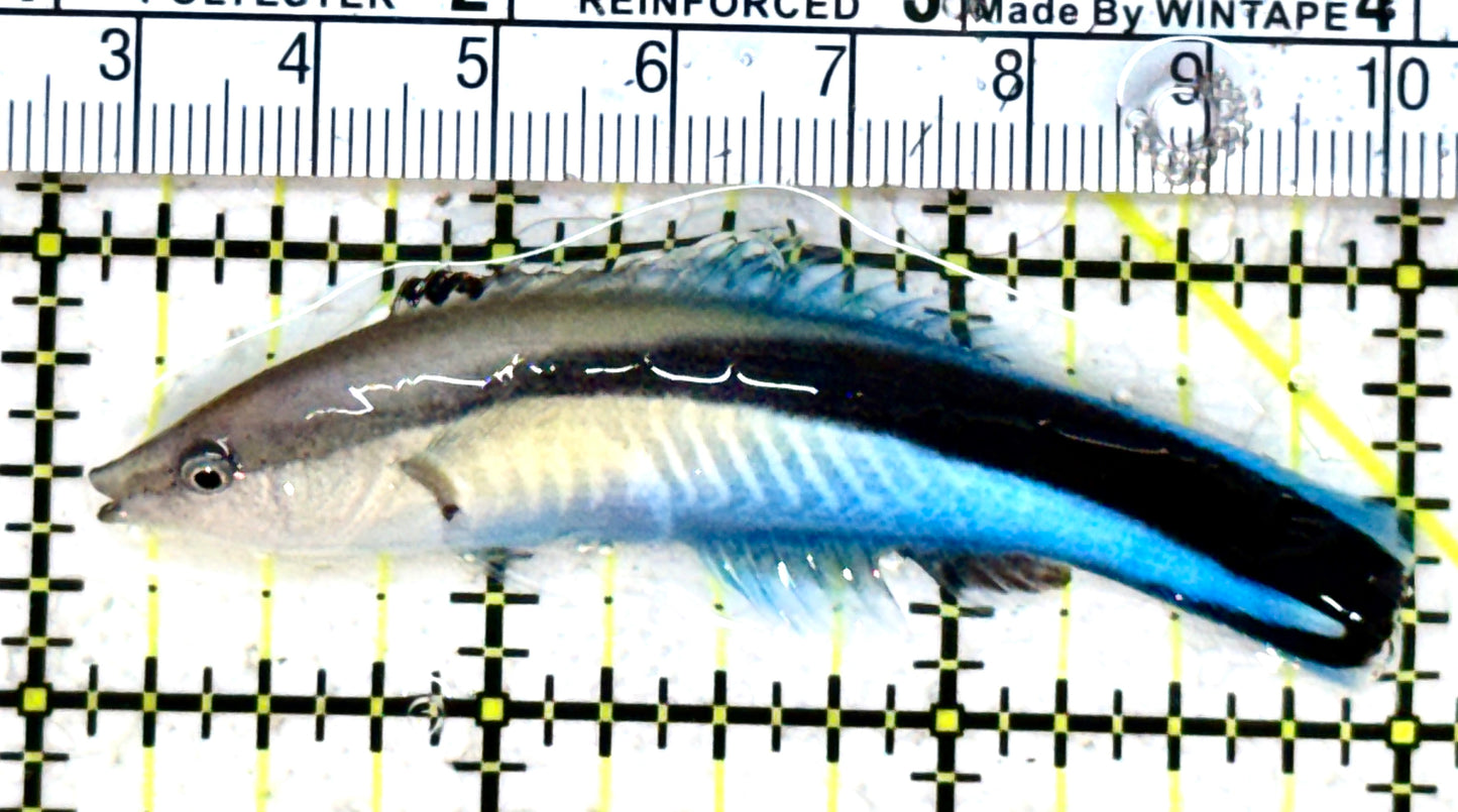 Blue Cleaner Wrasse BCW052301 WYSIWYG Size: XL 3” approx