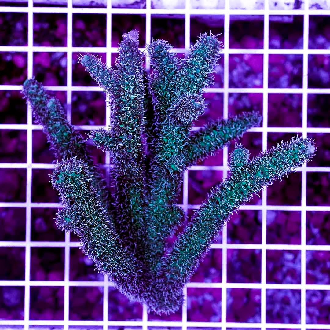 Ultra Neon West Australia Acropora Abrolhosensis Mother Colony UNWAAAMC072901 WYSIWYG