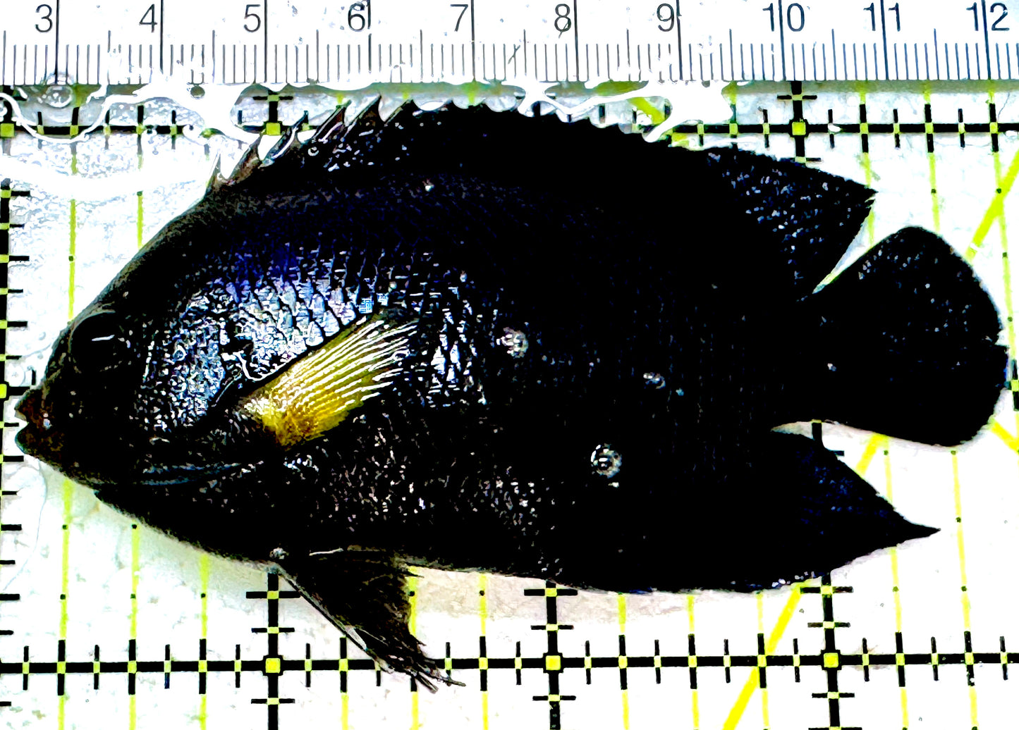Yellow Fin Tang Fish YFTF 052301 WYSIWYG Size: M 3.75"approx