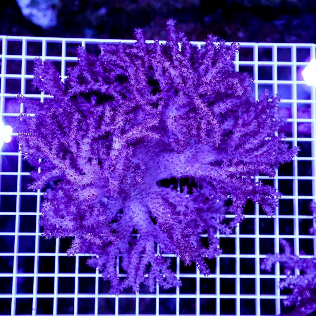 West Australia Colt Coral Mother Colony WACCMC072903 WYSIWYG