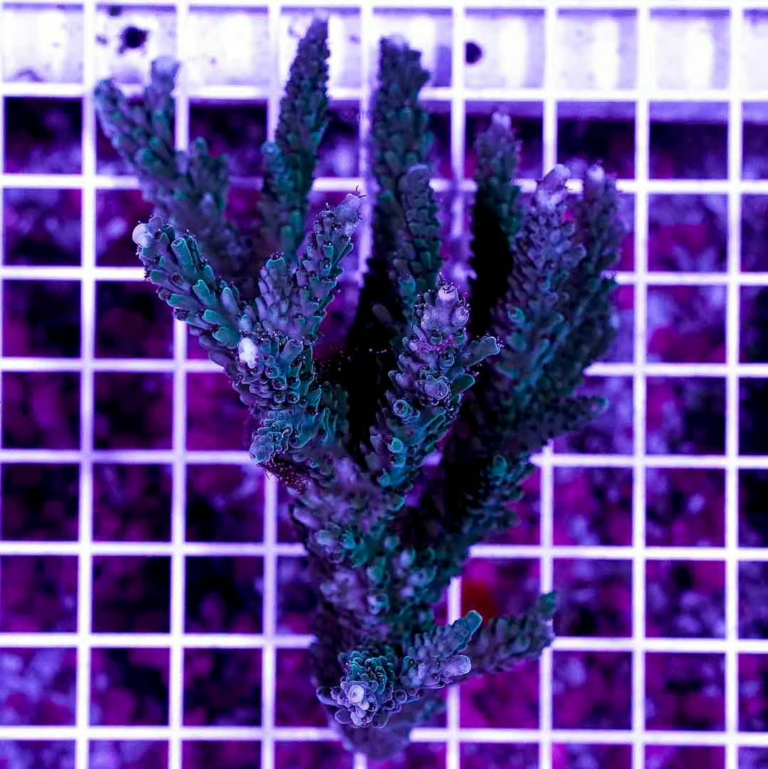 Ultra Neon West Australia Acropora Abrolhosensis Mother Colony UNWAAAMC072903 WYSIWYG