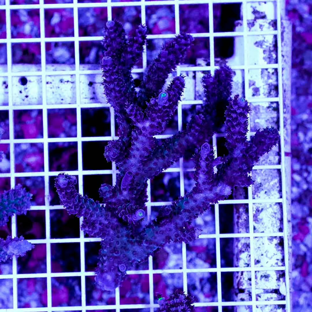 Neon West Australia Acropora Abrolhosensis Mother Colony NWAAAMC072903 WYSIWYG