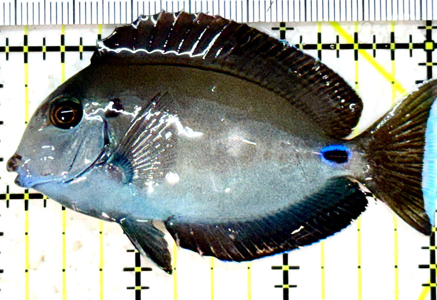 Lieutenant Tang Size LT052302 WYSIWYG: S 3"approx