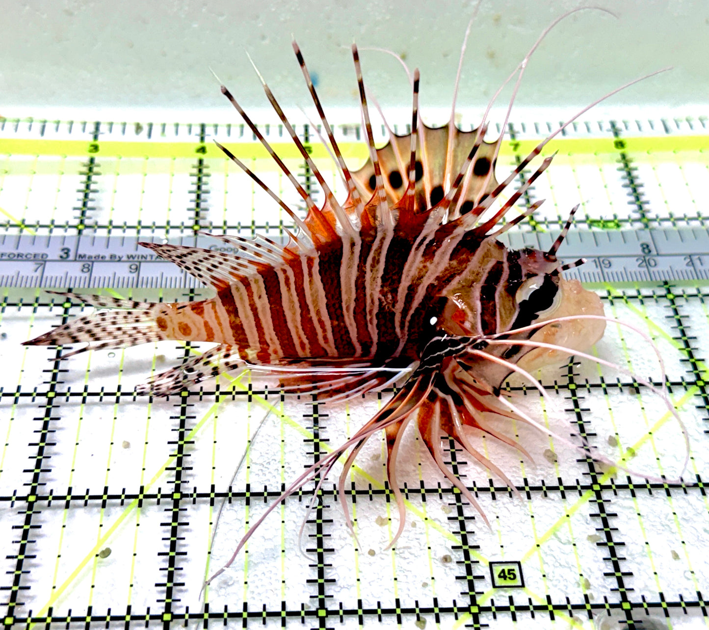 Antennata Lionfish AL041901 WYSIWYG Size: XL 4.75"