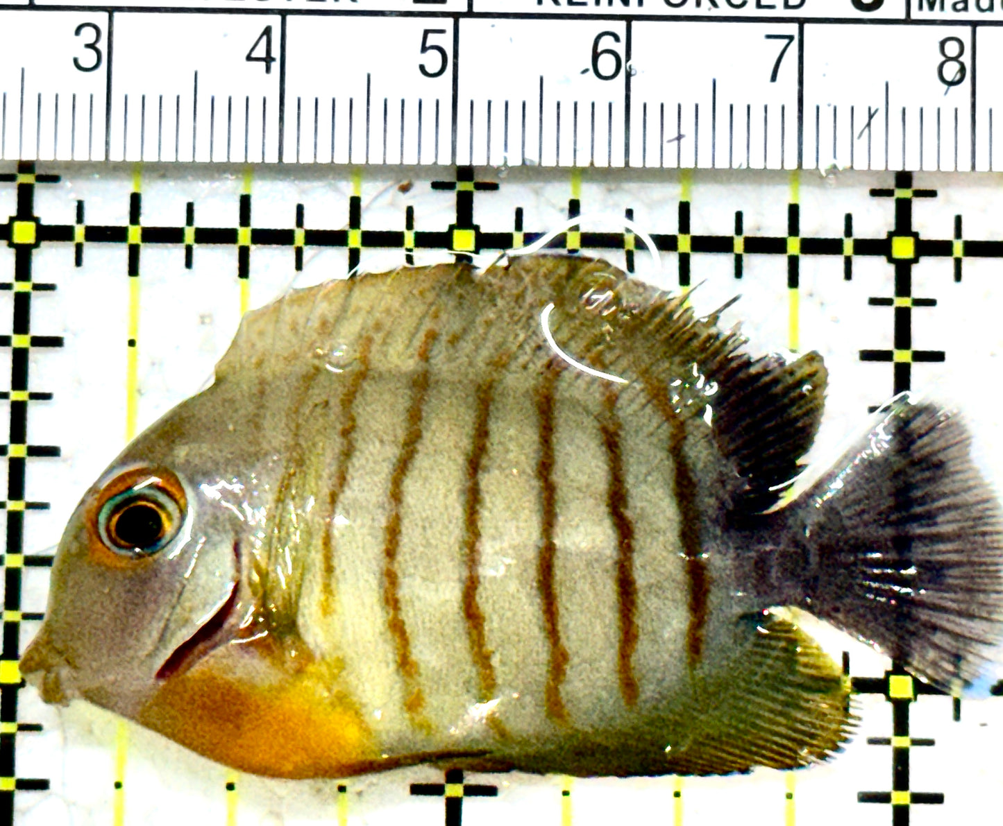 Eibli Mimic Tang EMT052301 WYSIWYG Size: M 2.25"approx