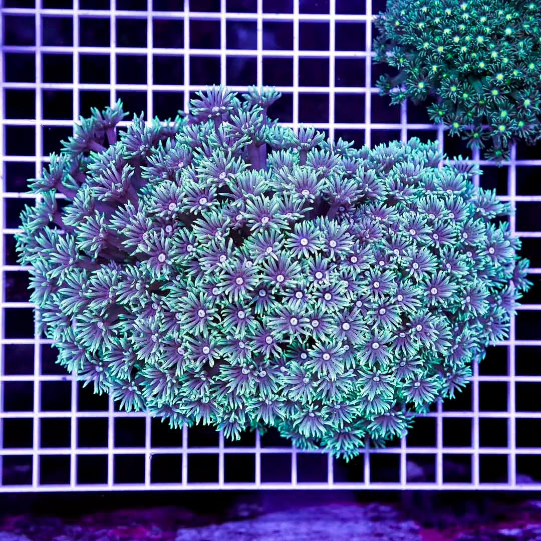 Ultra Neon Aussie Goniopora Mother Colony UNAGMC072903 WYSIWYG