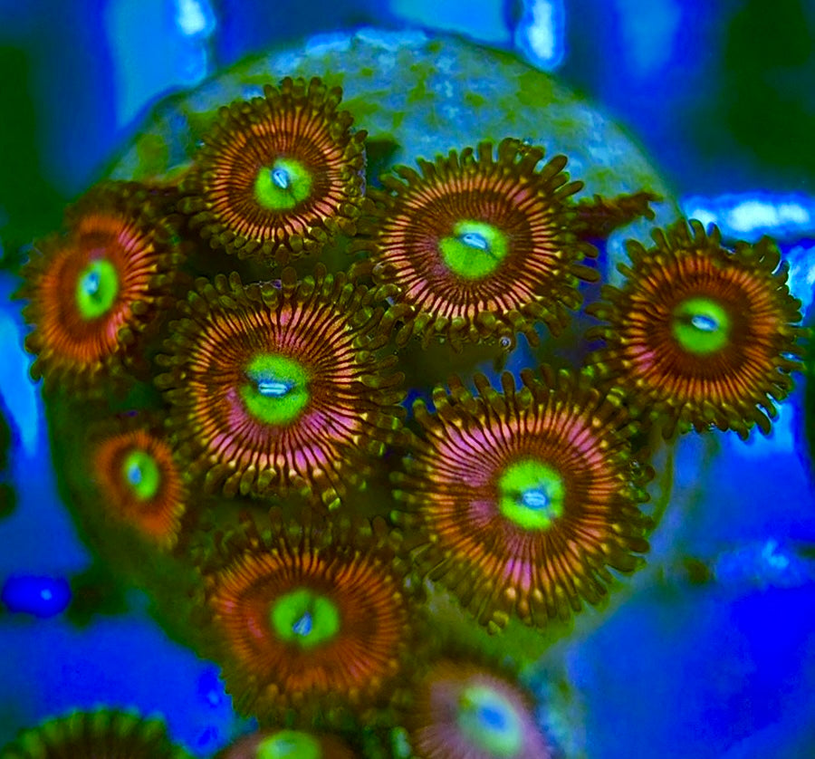 Zoas/Paly ZP060704 WYSIWYG